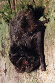Netopr ern (Barbastella barbastellus)- Dvn, eskolipsko. foto. M.Ja