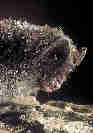 Netopr ern (Barbastella barbastellus)- portrt. foto. D.Horek