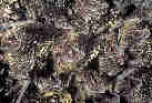 Netopr ern (Barbastella barbastellus)- skepina zimujc ve tole na Mal Morvce, Jesenky. foto. M.Ja