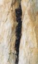 Netopr ern (Barbastella barbastellus)- jedinci zimujc ve trbin toly na Mal Morvce, Jesenky. foto. D.Horek