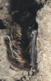 Netopýr severní (Eptesicus nilssonii) foto: D. Horáèek