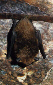 Netopr veern (Eptesicus serotinus)- Nov Msto pod Smrkem, Jizersk hory. foto. M.Ja
