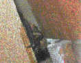 Netopr veern (Eptesicus serotinus)- letn kryt v dom. foto. J.erven