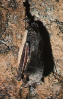 Netopýr pobøežní (Myotis dasycneme) foto: M. Jóža