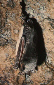 Netopr poben (Myotis dasycneme)- Nov Msto pod Smrkem, Jizersk hory. foto. M.Ja