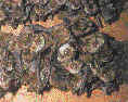 Netopr brvit (Myotis emarginatus)- letn letn kolinie na pd. foto. J.erven