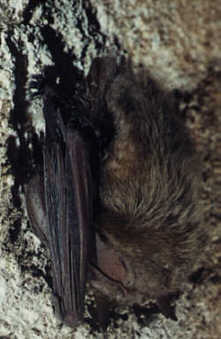 Netopýr dlouhouchý (Plecotus austriacus) foto: D. Horáèek