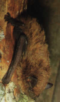 Netopýr parkový (Pipistrellus nathusii) foto: neznámý autor