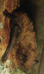 Netopr parkov (Pipistrellus nathusii)