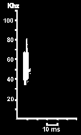 Hlasový diagram Netopýra velkouchého