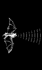 Hlasový diagram Netopýra stromového